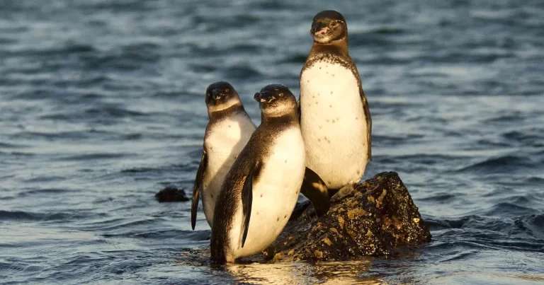 Celebrating the Galápagos Penguin on World Penguin Day