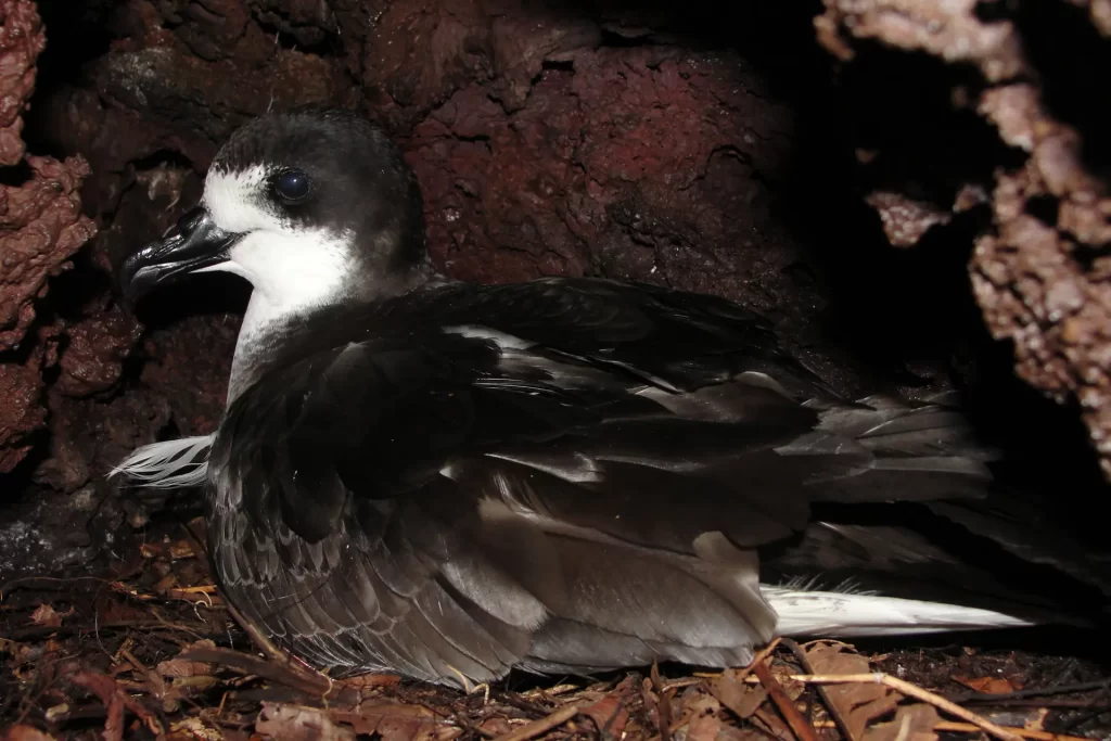 Conservando el Petrel de Galápagos: Un Plan para su Supervivencia