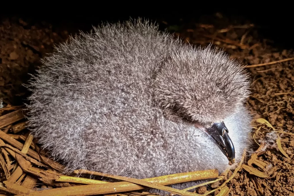 Conserving the Galápagos Petrel: A Plan for Survival