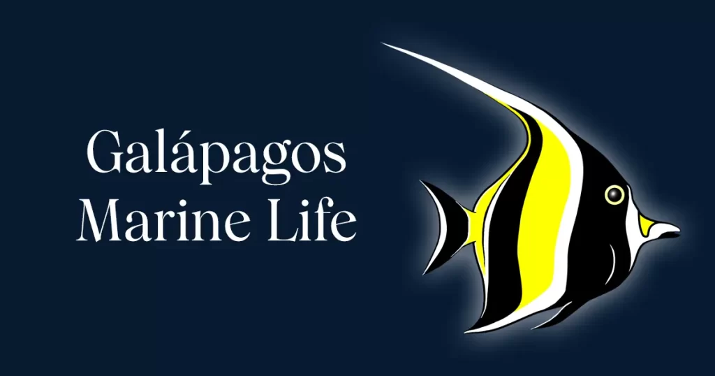 Galápagos Marine Life