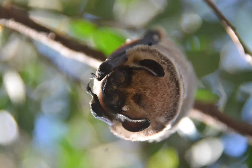 Desentrañando los Misterios de los Murciélagos de Galápagos
