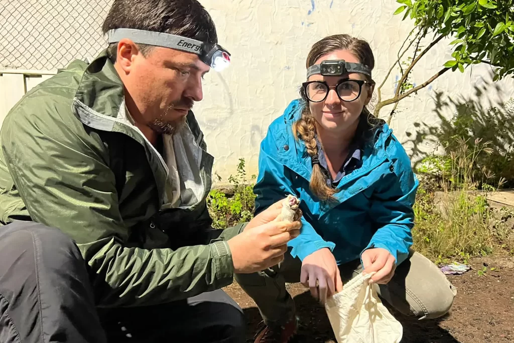 Investigadores colocando transmisores en un murciélago de Galápagos para comprender mejor sus hábitos y lugares de descanso, ofreciendo una perspectiva única sobre su comportamiento. ©DPNG