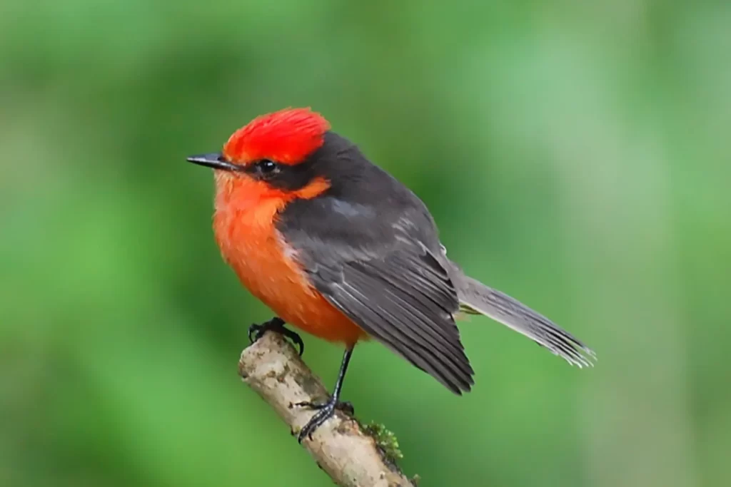 Iniciativa Artística para la Conservación del Pájaro Brujo
