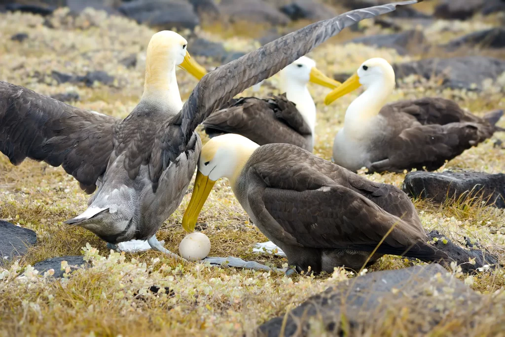 Discovering the Albatross Nesting Areas in Galápagos