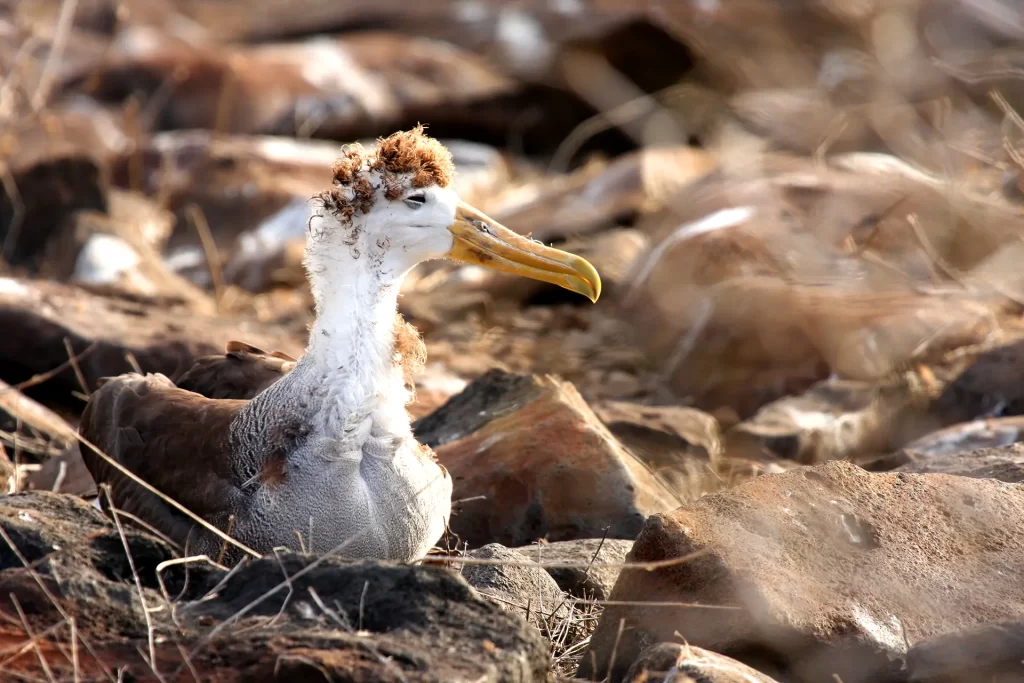 Discovering the Albatross Nesting Areas in Galápagos