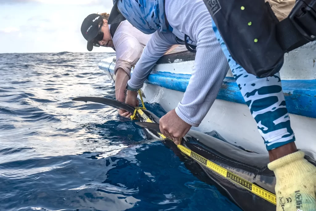 Se Investiga Nueva Zona de Crianza para Tiburones Martillo en Galápagos