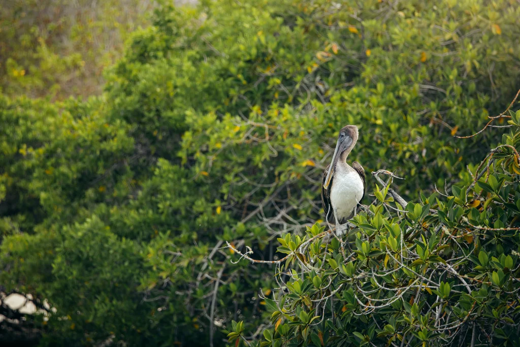 Conservation of Mangrove Ecosystems