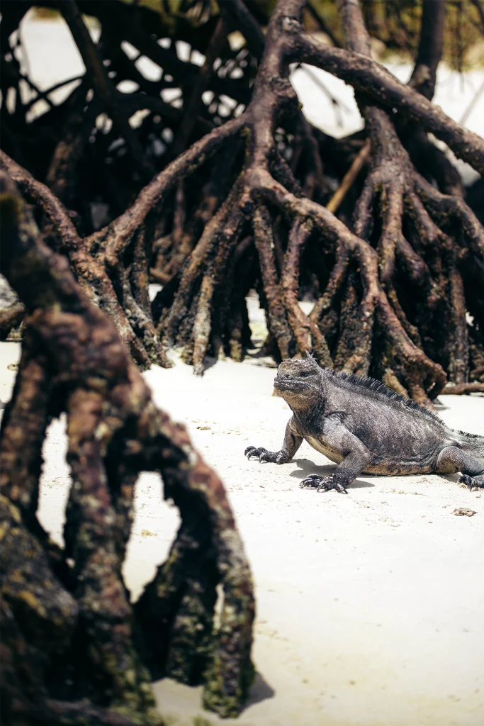 Conservation of Mangrove Ecosystems