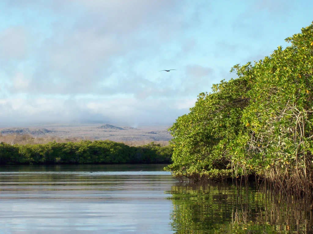 Celebración del Día Internacional para la Conservación del Ecosistema de los Manglares