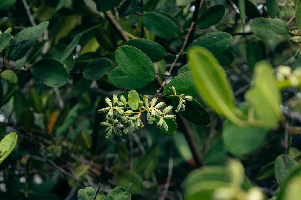 Conservation of Mangrove Ecosystems