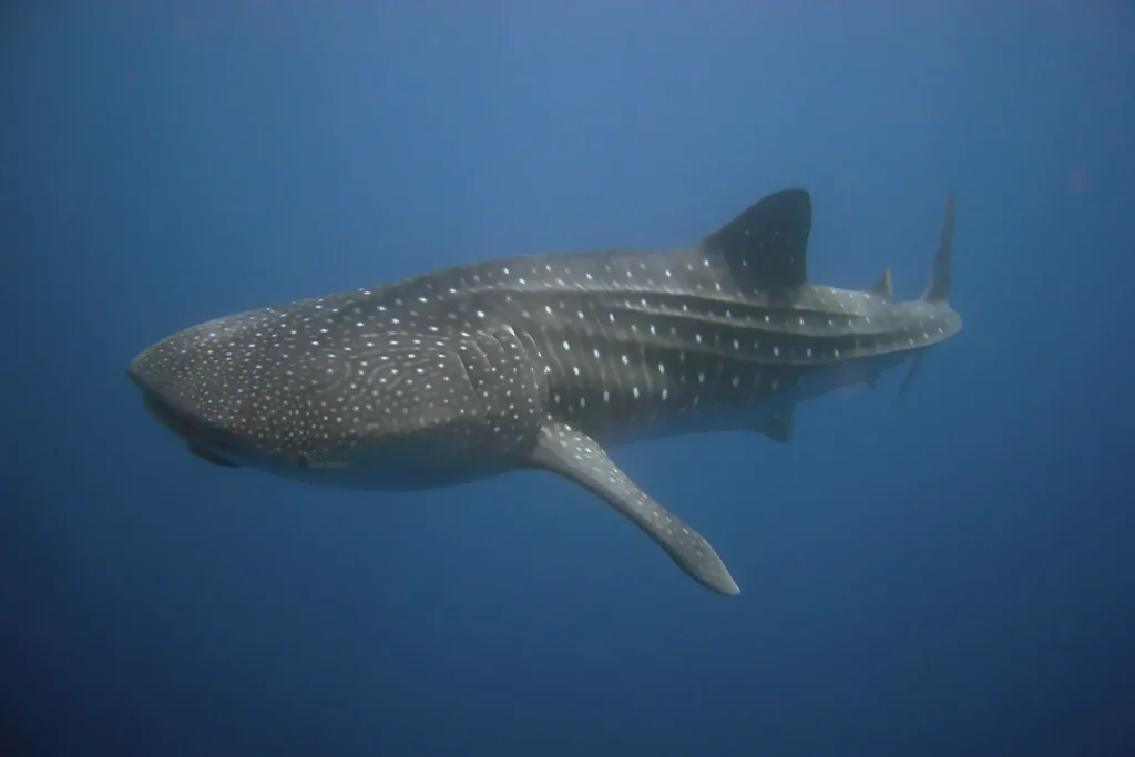 Día Internacional de Concienciación sobre los Tiburones