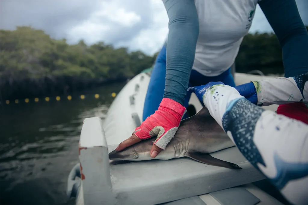 Día Internacional de Concienciación sobre los Tiburones