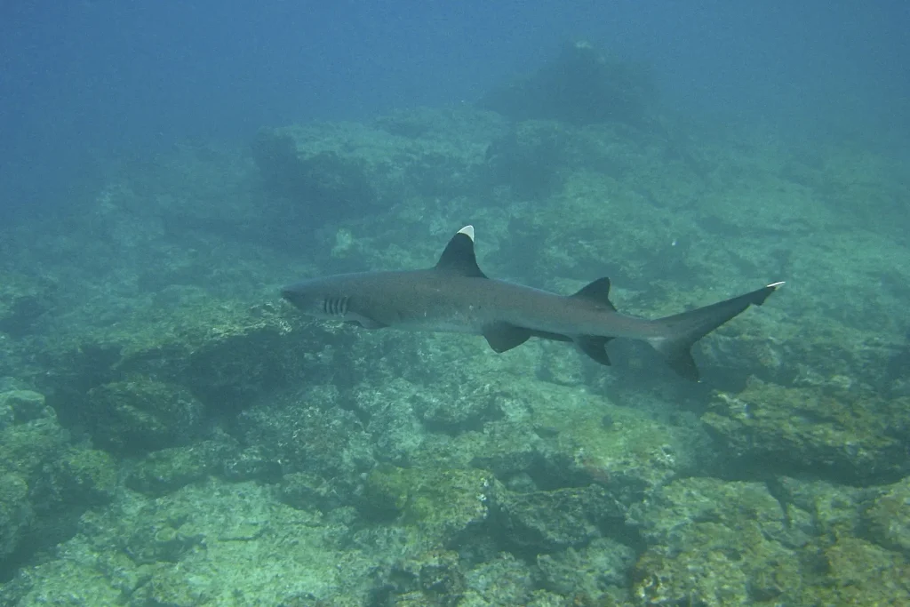 Día Internacional de Concienciación sobre los Tiburones