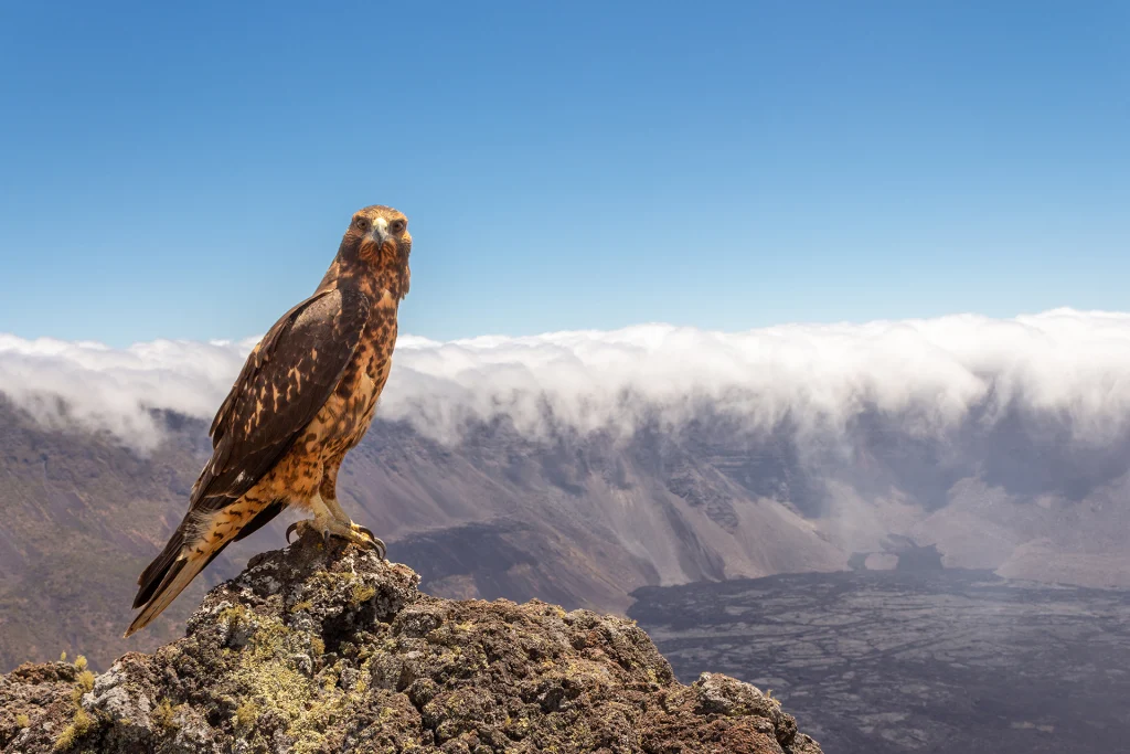 Commitment to the Conservation of Galápagos' Protected Areas