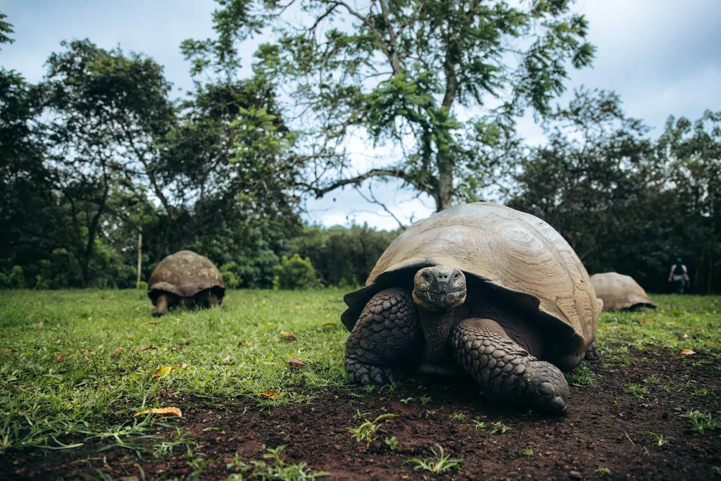 Honoring Galápagos National Park on its 65th Anniversary