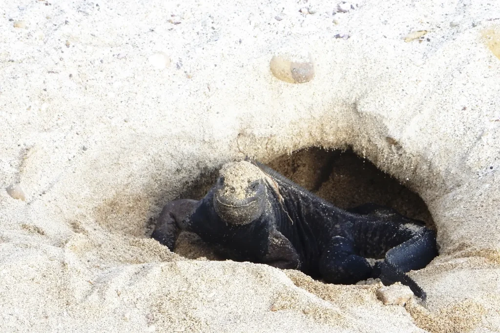 La Temporada de Eclosión de Iguanas Marinas en Galápagos