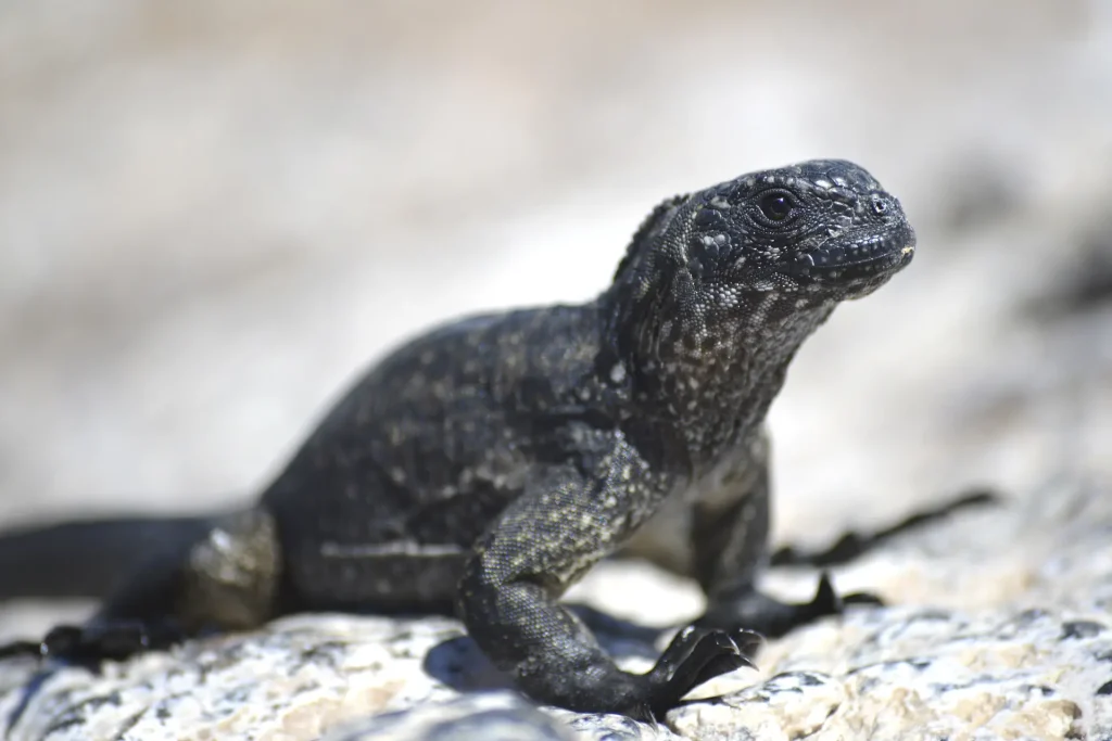 La Temporada de Eclosión de Iguanas Marinas en Galápagos