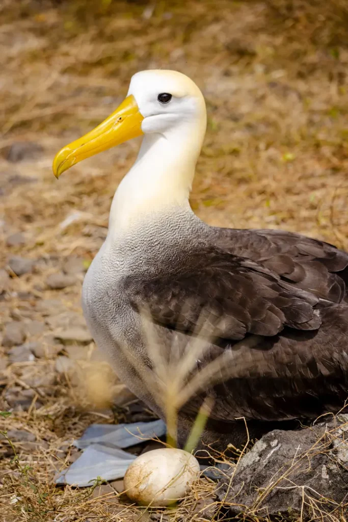Hitos de Conservación de Galápagos Conservancy en 2024