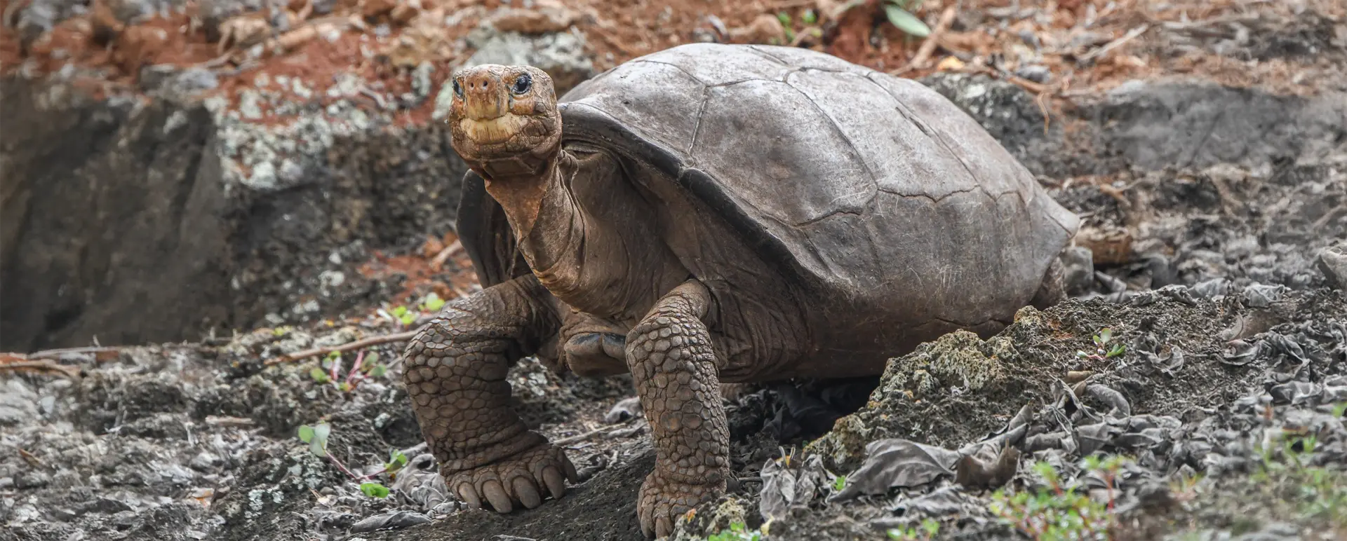 Nuevo Estudio Confirma la Diversidad Genética de las Tortugas Gigantes de Galápagos