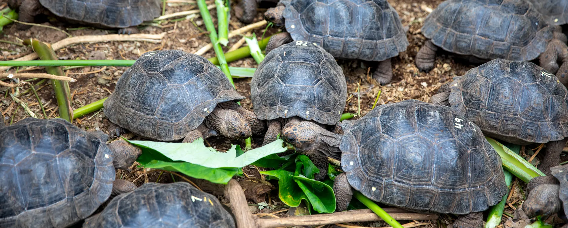 Cradles Of Hope The Legacy Of Giant Tortoise Breeding Centers In Cradles Of Hope The Legacy Of Giant Tortoise Breeding Centers In