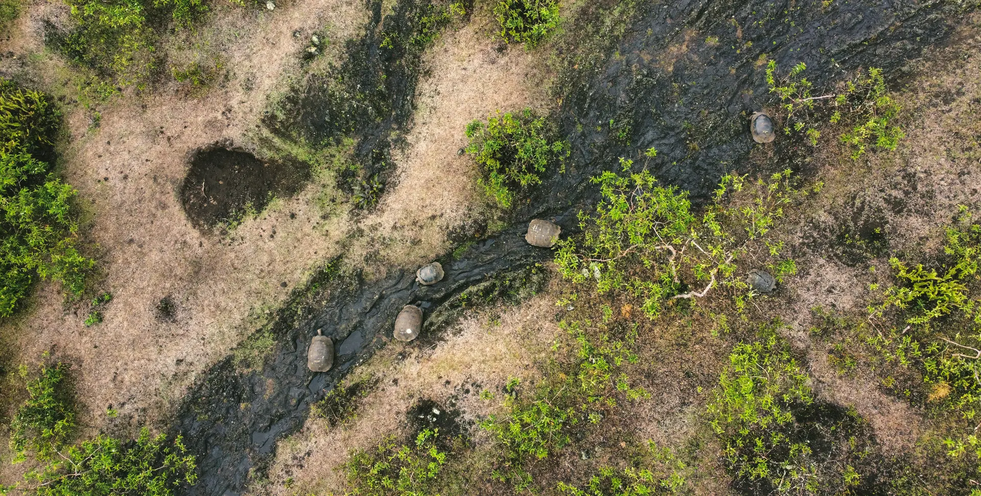 Drones Impulsando la Investigación y Protección de Galápagos