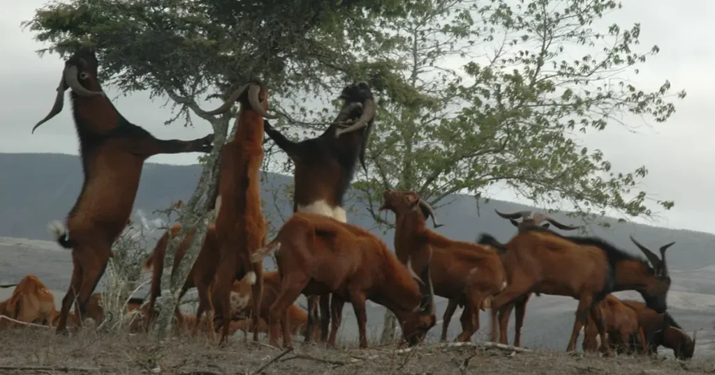 Especies Invasoras y Nuestra Lucha por Proteger Galápagos