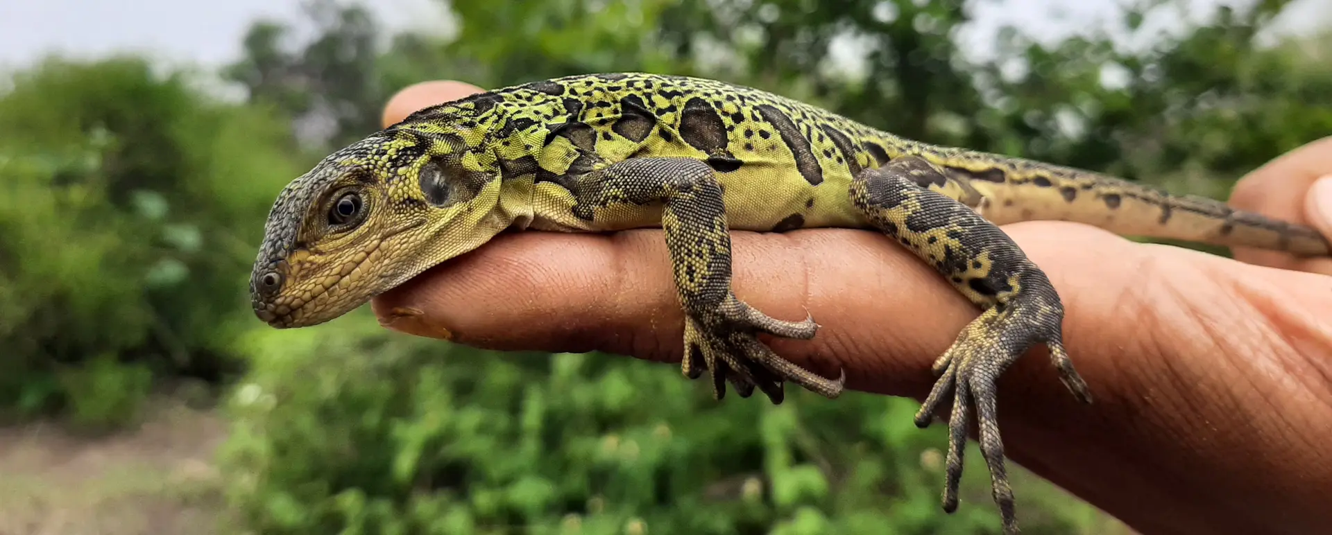 40 Years of Reptile Conservation in Galápagos