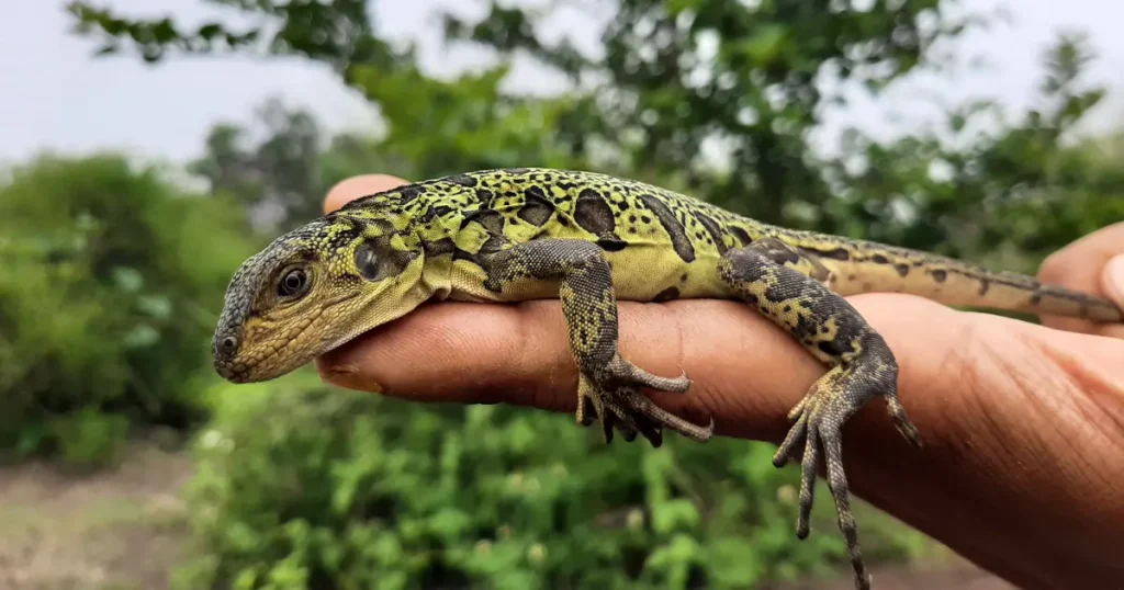 40 Years of Reptile Conservation in Galápagos