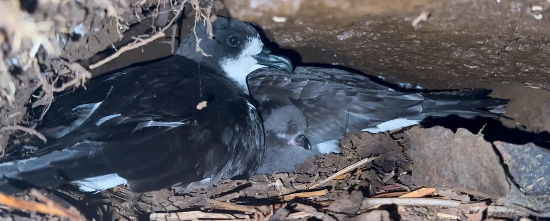 The Galápagos Petrel and Its Relentless Enemies