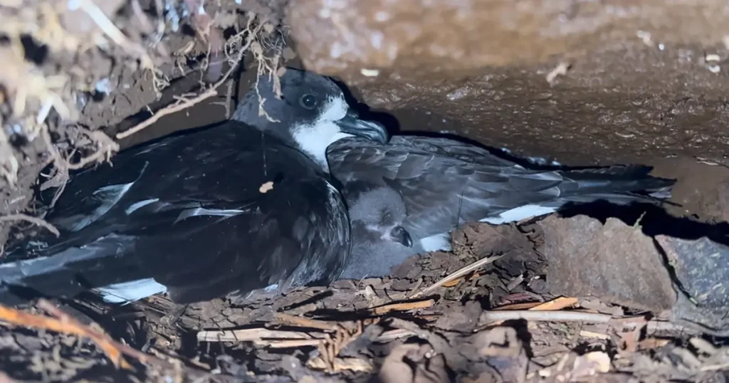 The Galápagos Petrel and Its Relentless Enemies