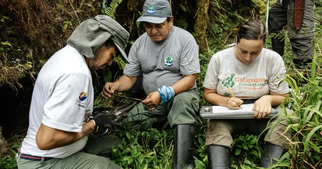 Science in Defense of an Endangered Species Petrel