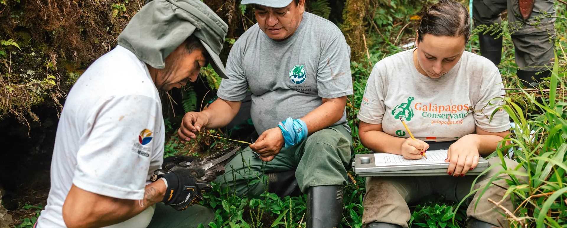 Science in Defense of an Endangered Species Petrel