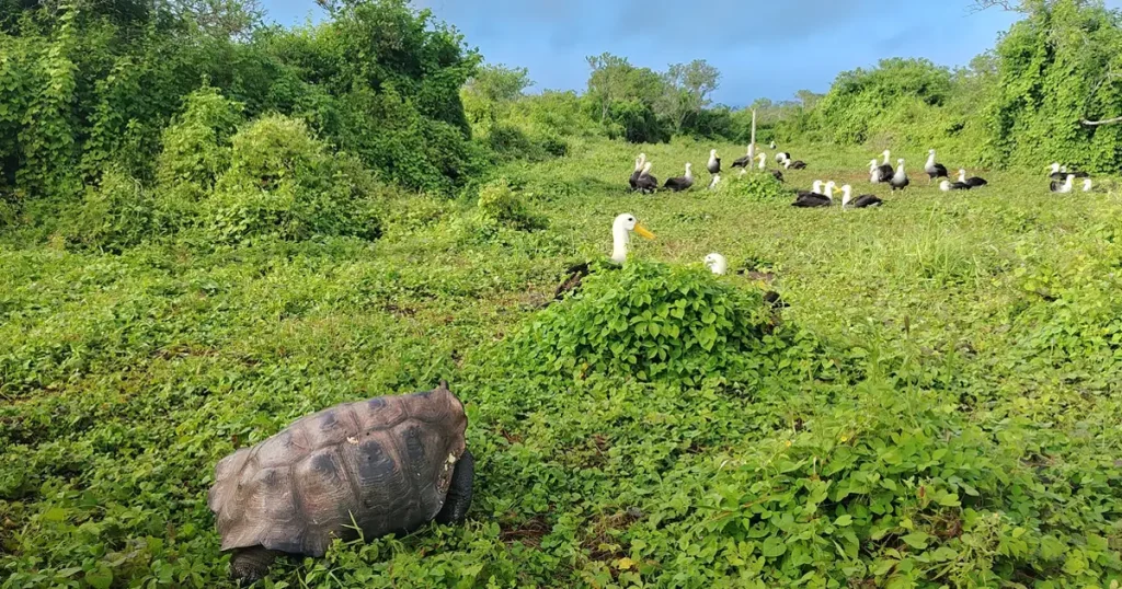 When a Tortoise Leads the Way, Life Follows