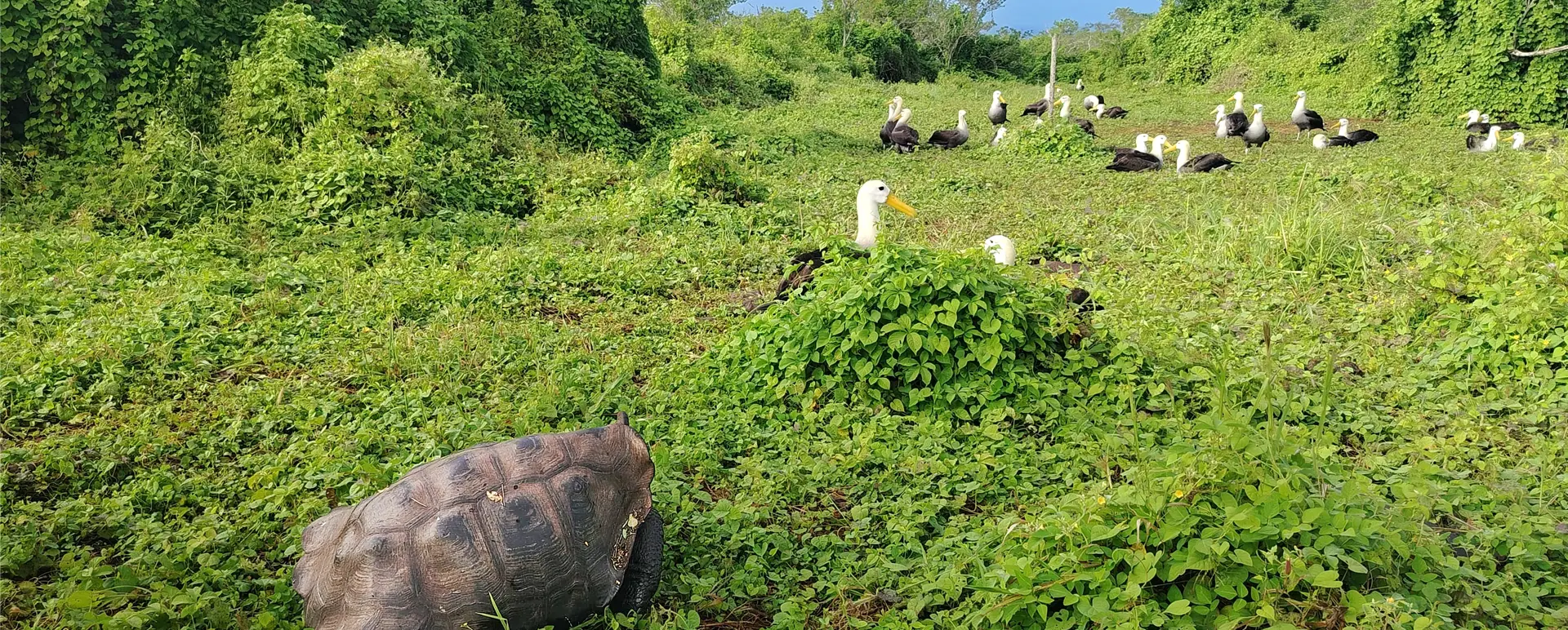 When a Tortoise Leads the Way, Life Follows