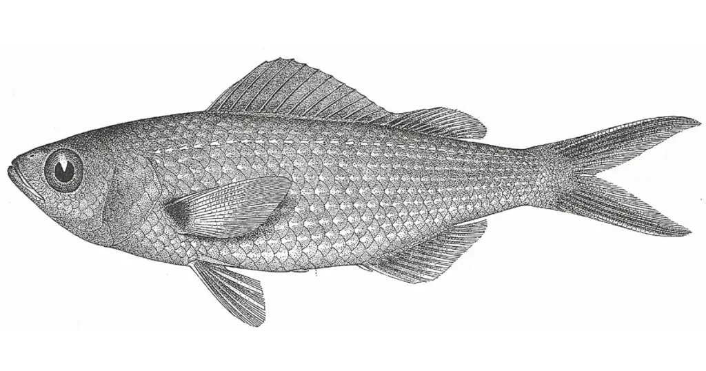 The Galápagos Damselfish and the Legacy of the 1982–1983 El Niño