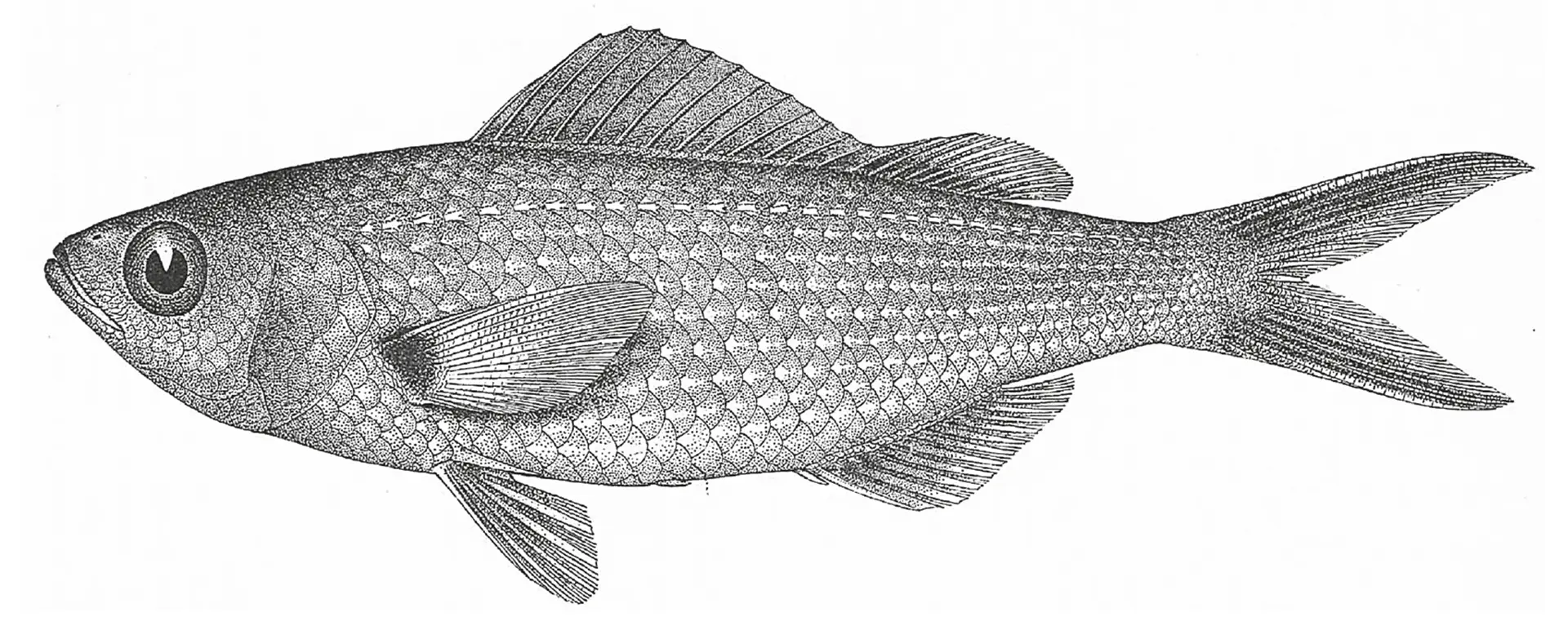 The Galápagos Damselfish and the Legacy