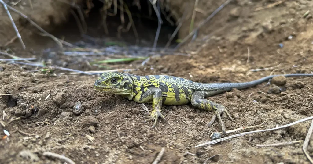 Galápagos Conservancy Scientists Rediscover Pink Iguana Hatchlings