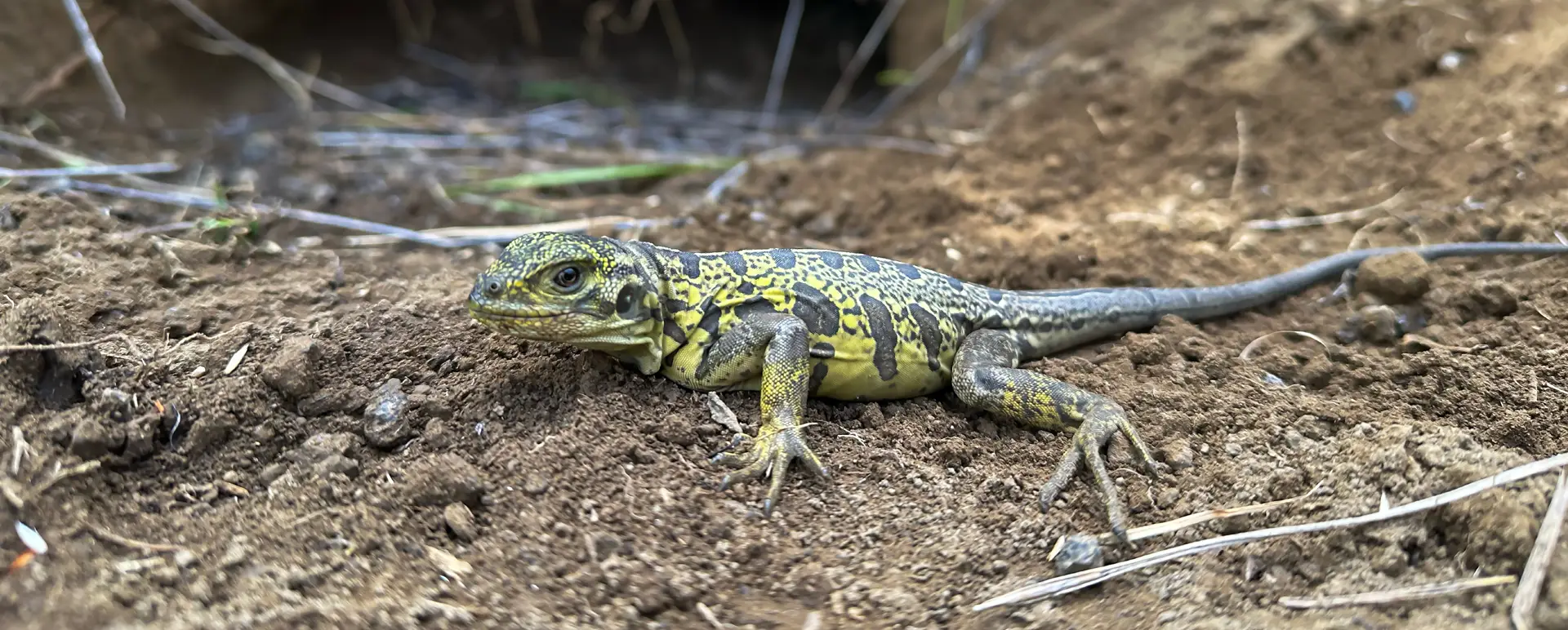 Galápagos Conservancy Scientists Rediscover Pink Iguana Hatchlings