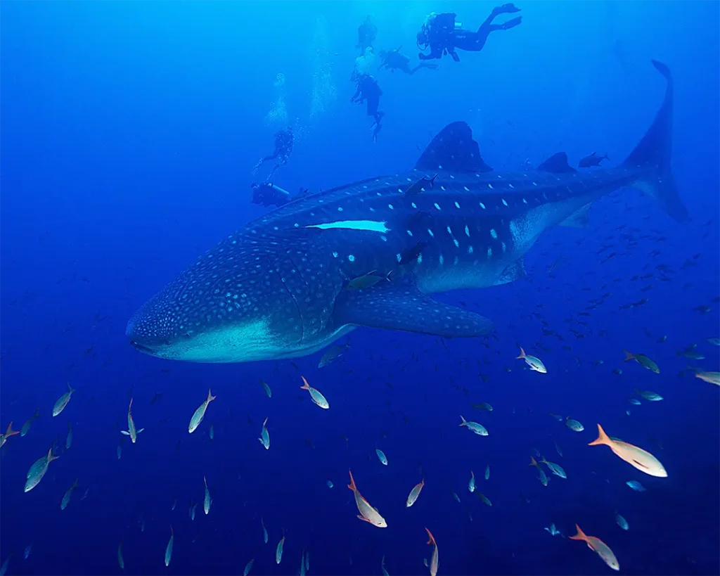 Where Sharks Still Swim Free, Life Finds a Refuge
