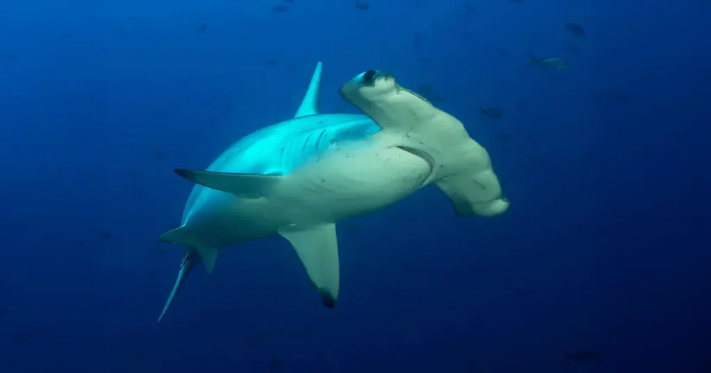Where Sharks Still Swim Free, Life Finds a Refuge