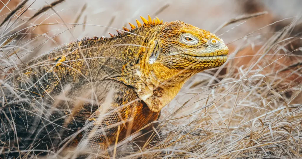 Iguanas de Galápagos en movimiento: una historia de rescate y restauración