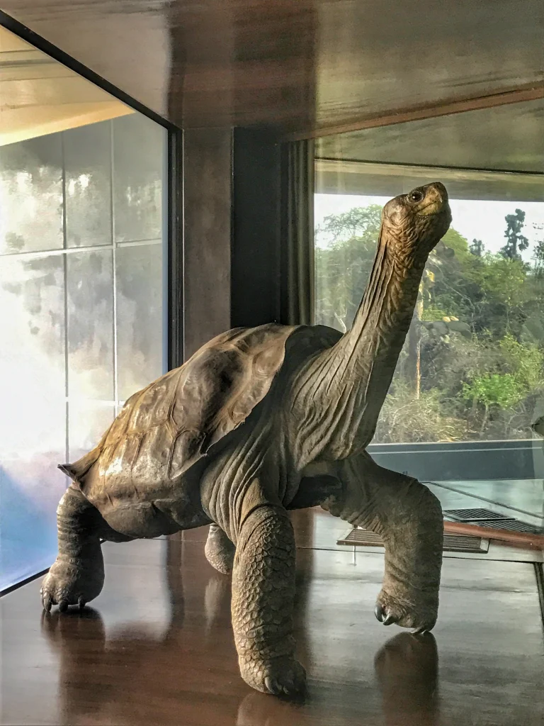 Three Giant Tortoises, Three Lessons for Humanity