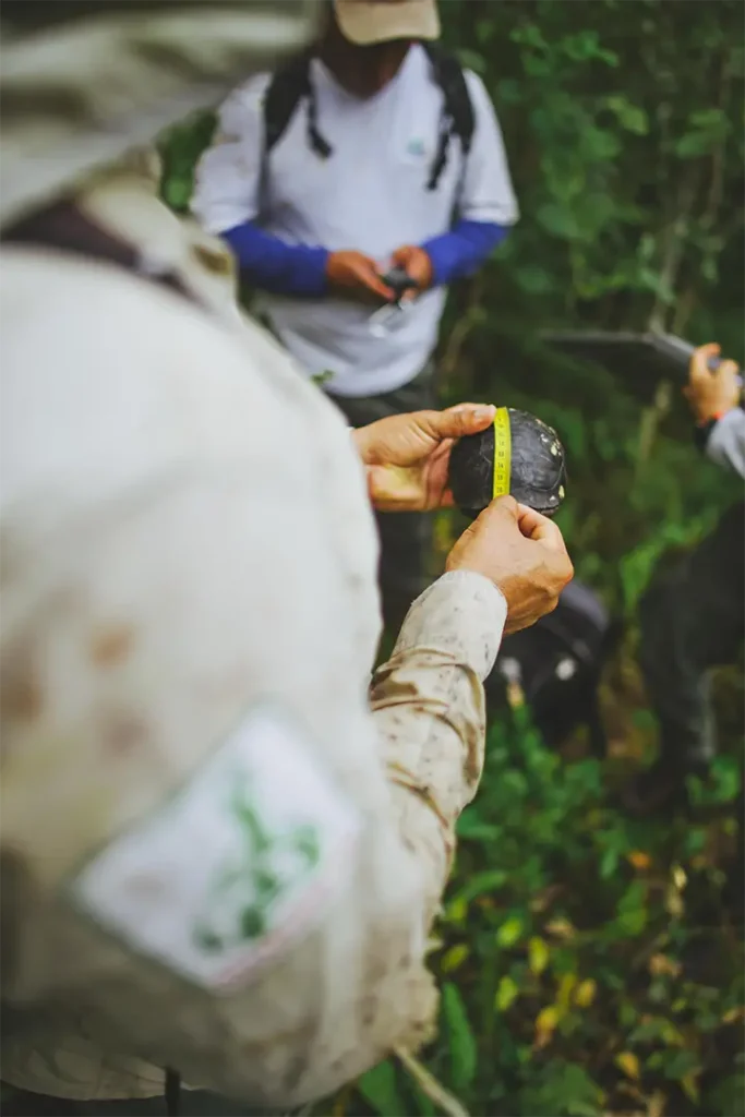 The Science Behind Saving Galápagos Giant Tortoises