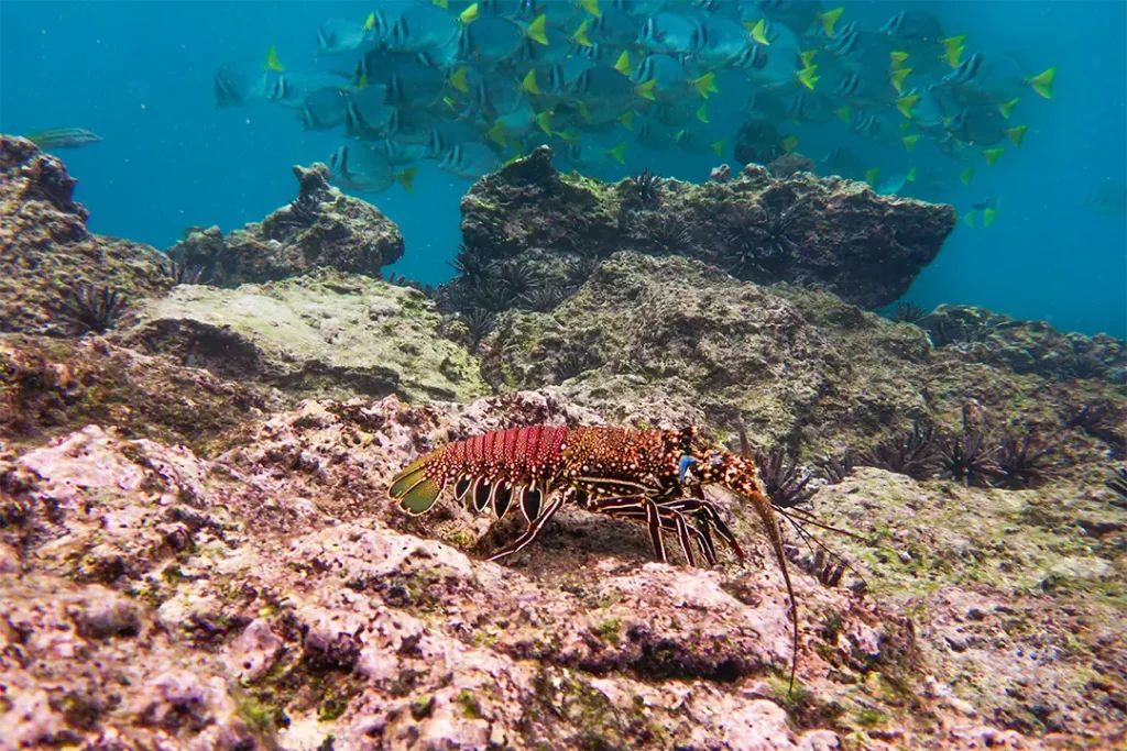 The Red Lobster of Galápagos