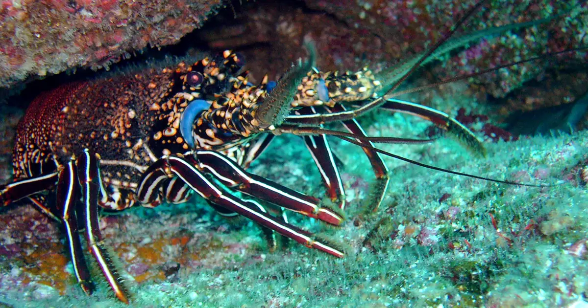 The Red Lobster of Galápagos – Galápagos Conservancy