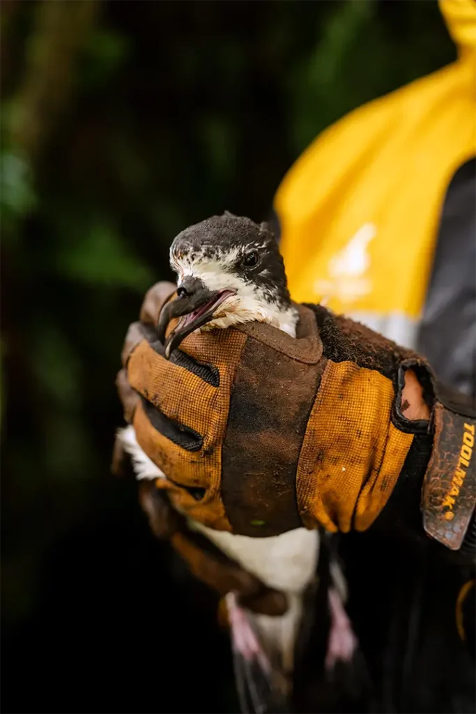 Bringing Seabirds Home Restoration in Galápagos