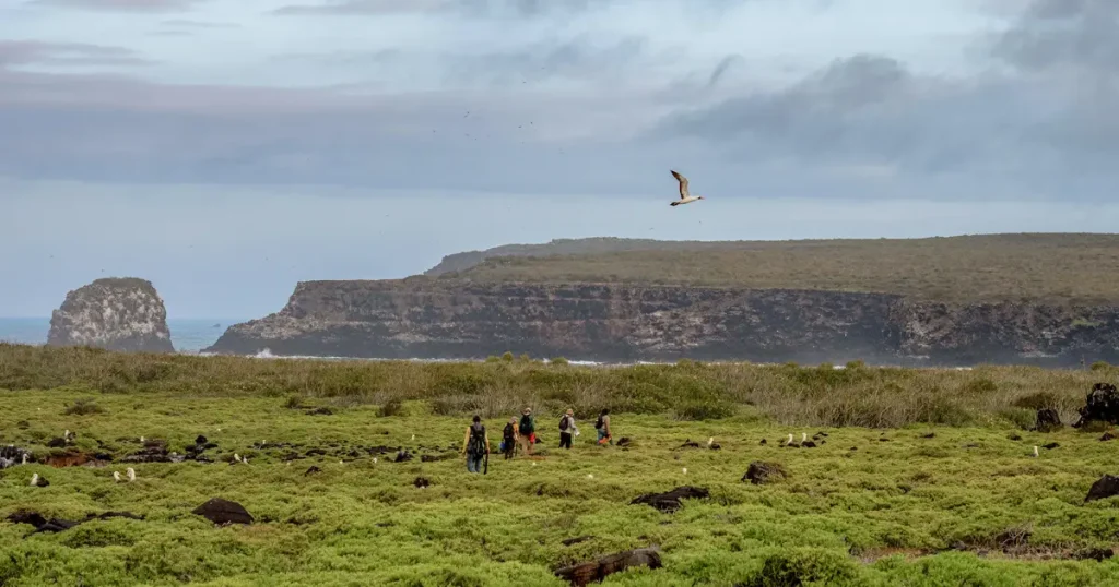 Bringing Seabirds Home Restoration in Galápagos