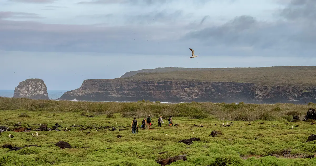 Bringing Seabirds Home: How Habitat Restoration Restores Life in Galápagos – Galápagos Conservancy