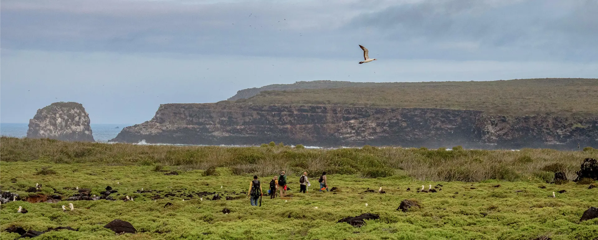 Bringing Seabirds Home Restoration in Galápagos