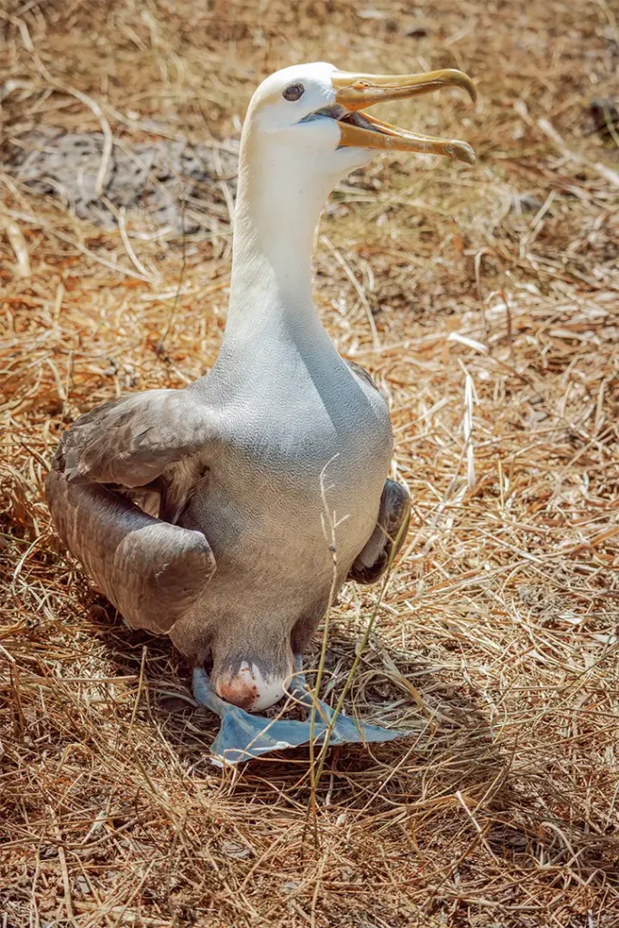 Las Familias Aladas de Galápagos